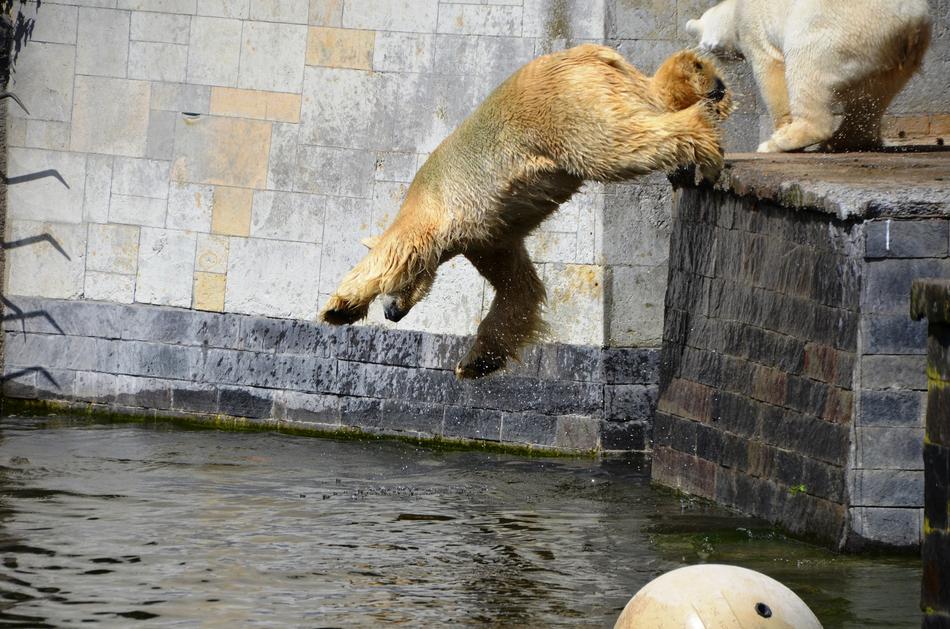 Polar Bear Jump Pike