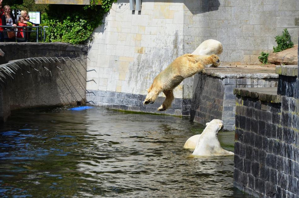 Polar Bear Jump Pike