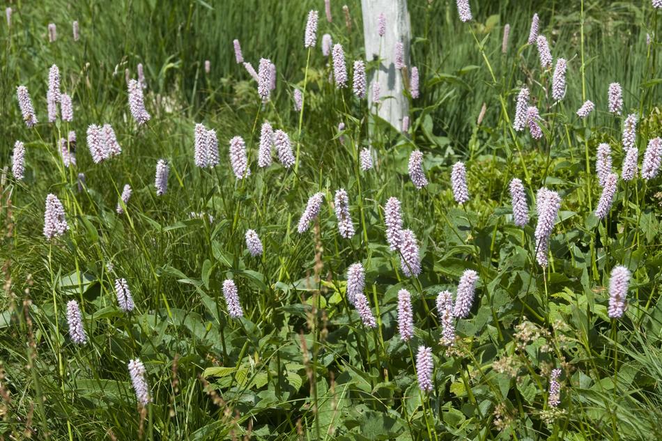 Wiesenknöterich Flower Meadow