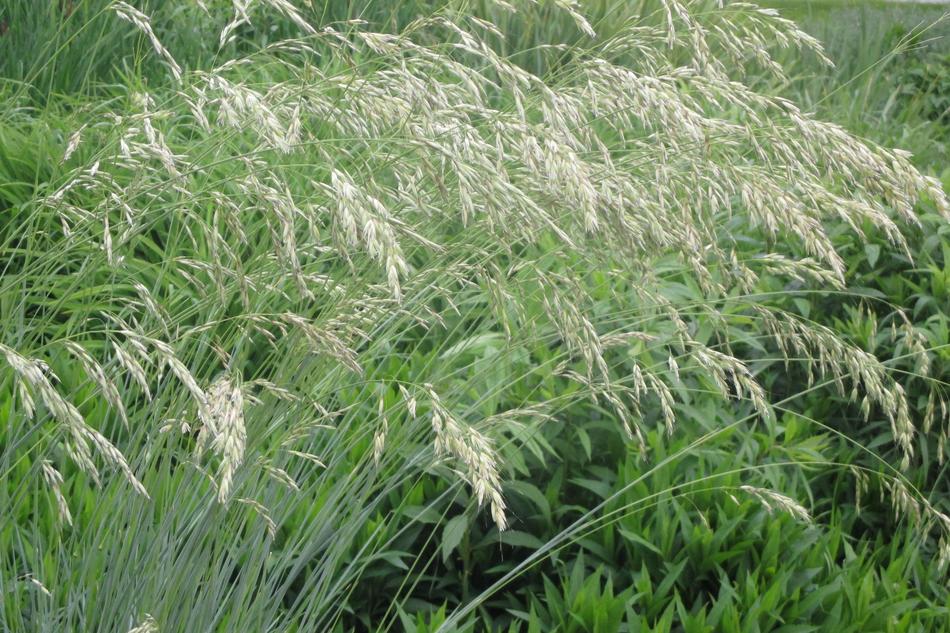 tall grass with seeds, Calamagrostis