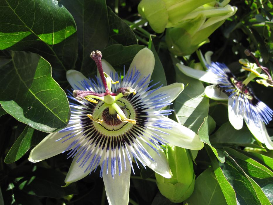 Passion Flower blue green