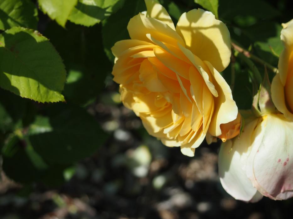 Seattle Flower Rose yellow
