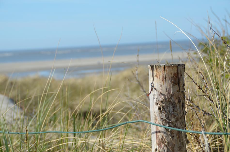 Pile Dune Sand