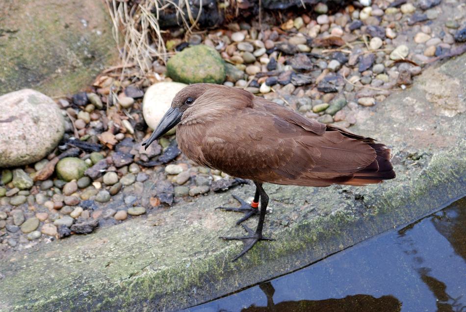 Hamerkop Scopus Umbretta
