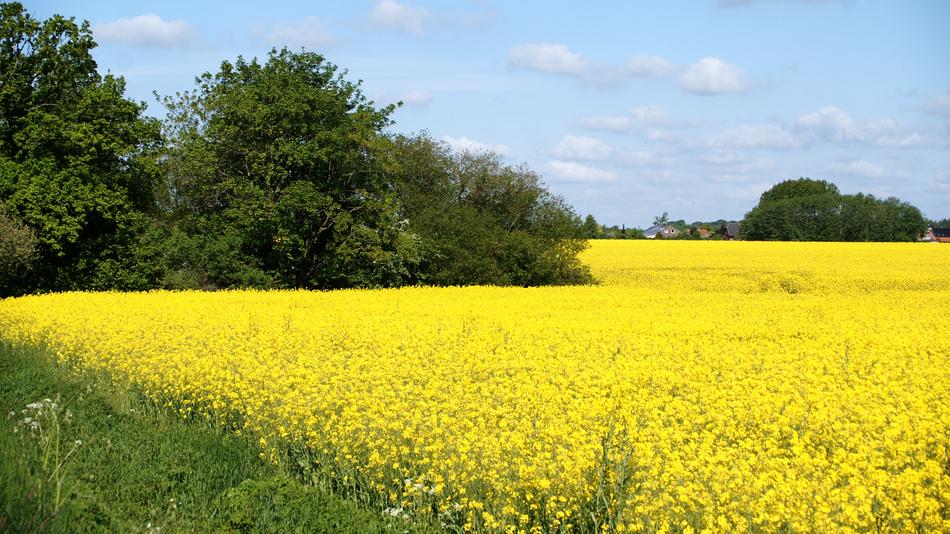 Oilseed Rape Schleswig