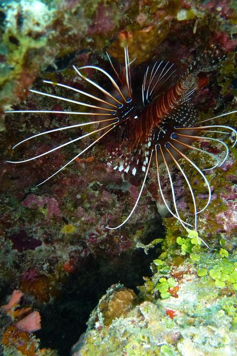 Lionfish Pacific Rotfeuerfisch