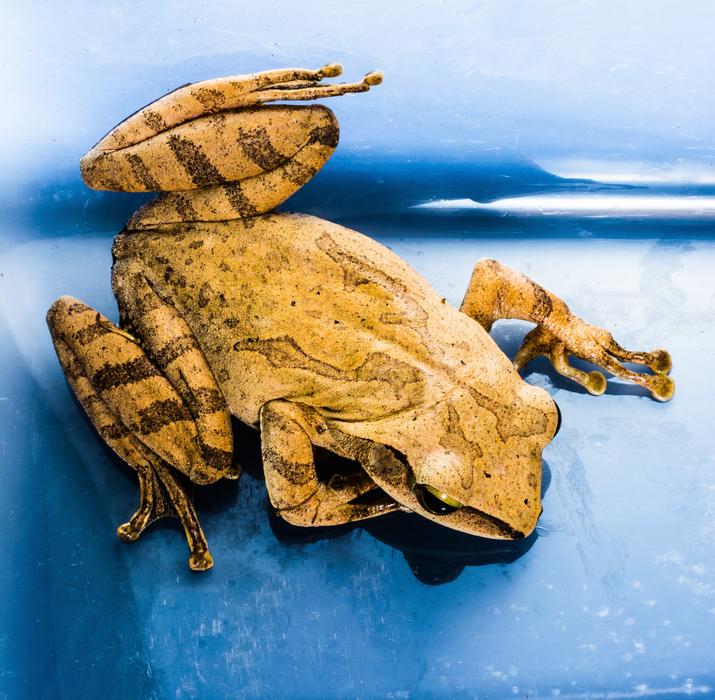 Tree Frog Anuran