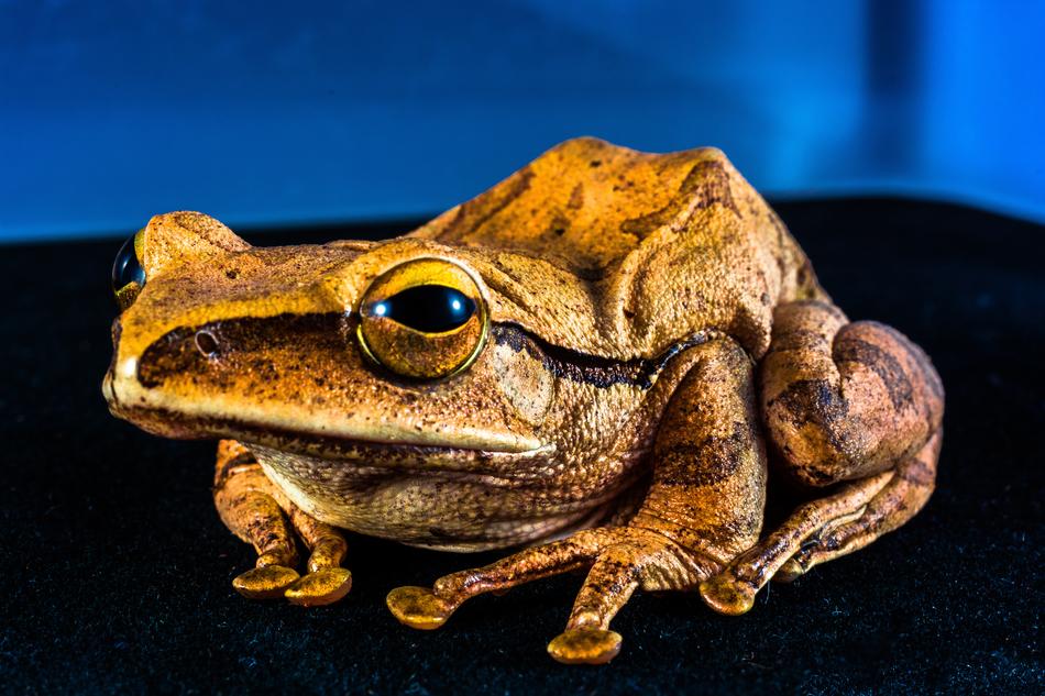 Tree Frog Anuran
