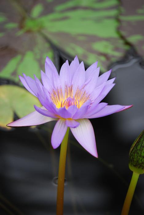 pale purple lily on the pond close up