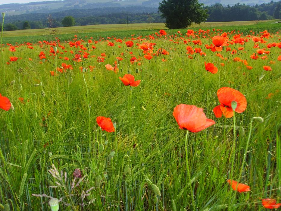 rural Field Of Poppies