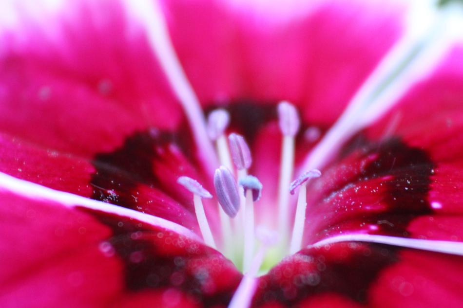 Purple blossom with white core, macro