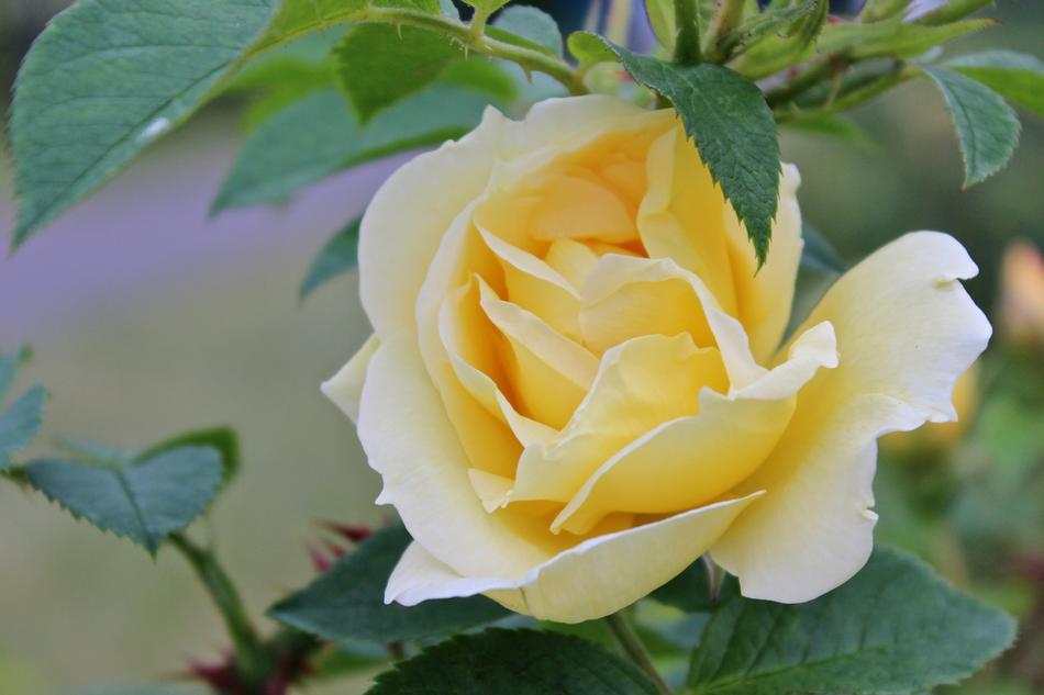 Rose Yellow Summer
