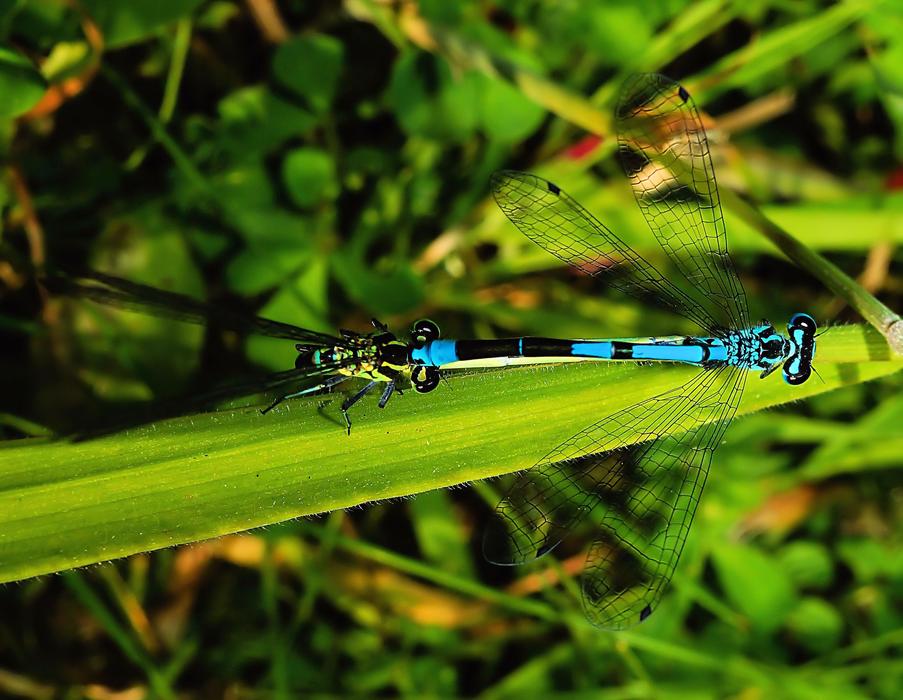 Dragonflies Pairing Couple