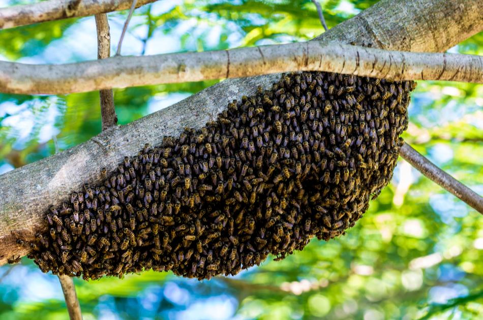 Hiking Bees