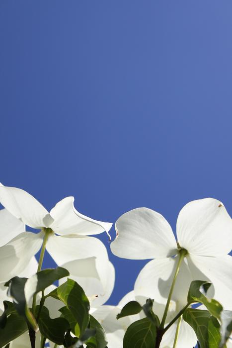 Dogwood Flowers against Blue Sky