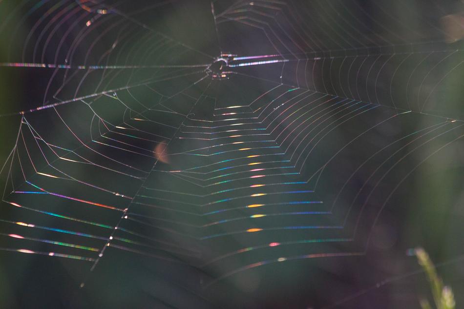 Cobweb Refraction Spectrum