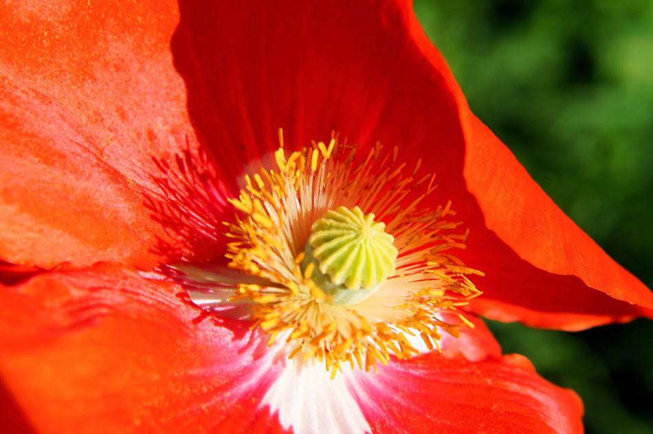 nice Poppy Blossom