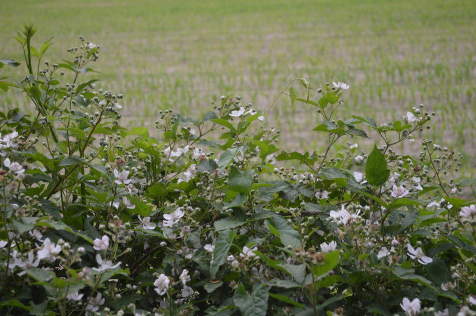 Burr Blackberry flowers on meadow