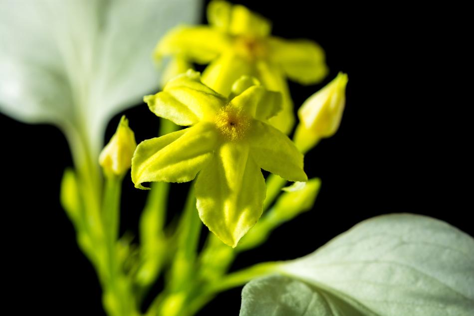 green Flower Blossom Bloom in garden