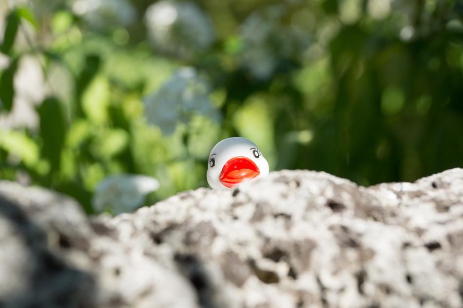 White Duck toy and Stone