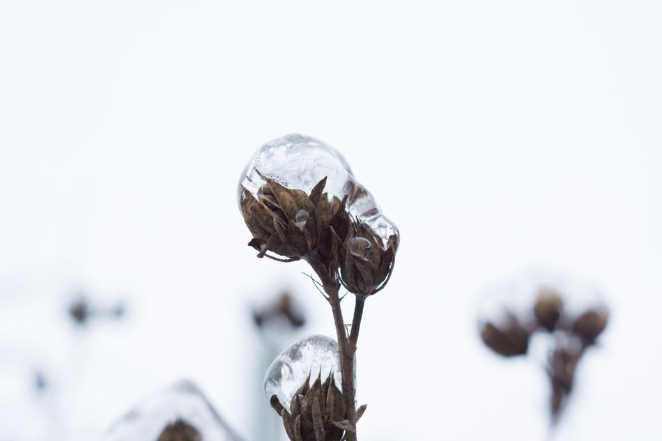 Ice Flowers Winter