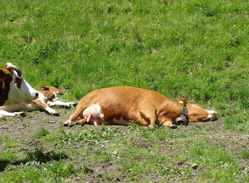 Heat Cow Pasture