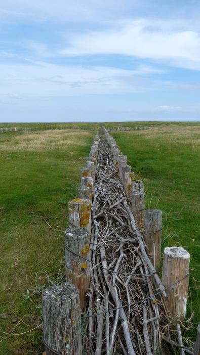 Sea Dune Fixing woods
