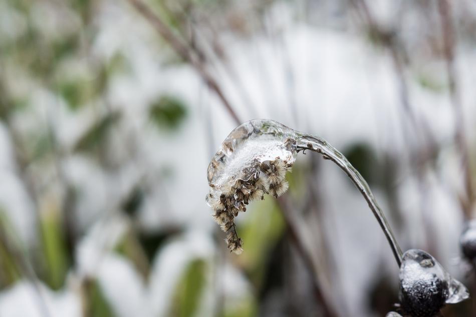 Ice Flowers snow