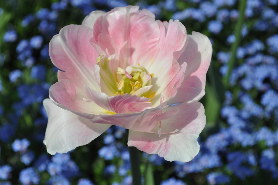Blossom pink blue background