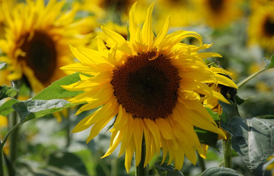 Sunflower Helianthus wonderful