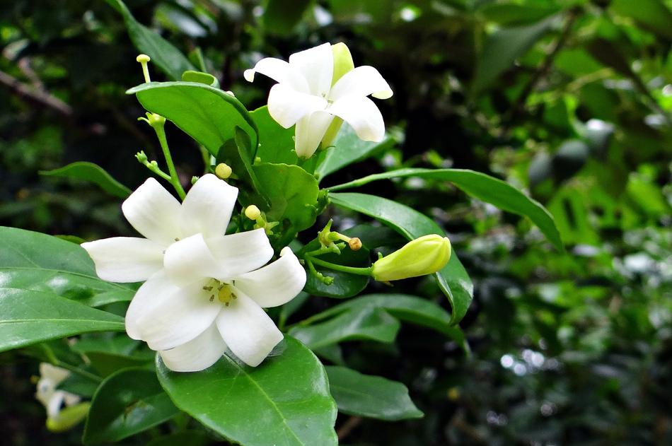jasmine with white flowers in the garden
