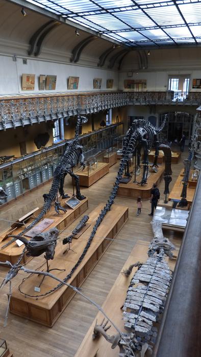 Paris Museum Dinosaur