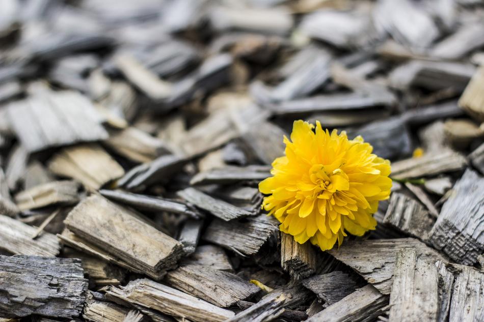 Beautiful yellow flower among the wood