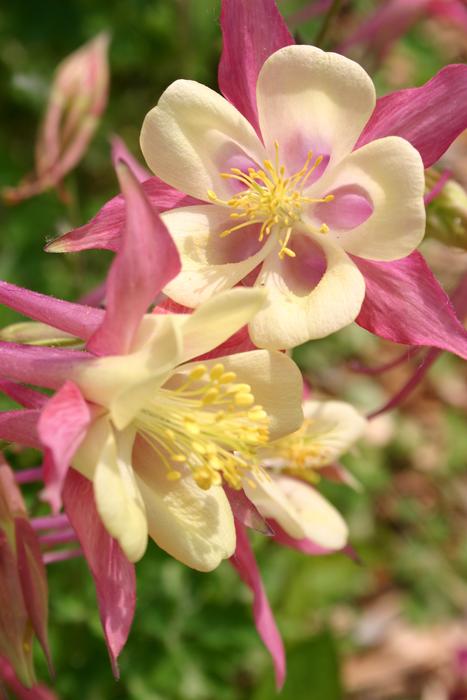 Floral Bloom pink white