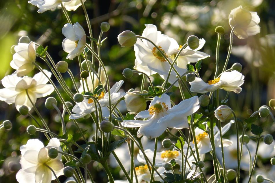 Anemone Japanese flowers