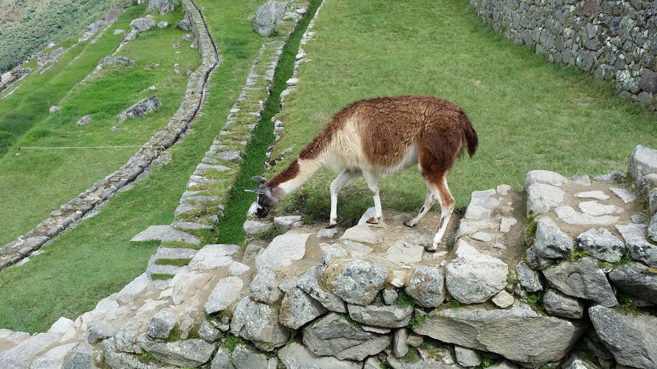 Machu PicchuS Llama Move Stone