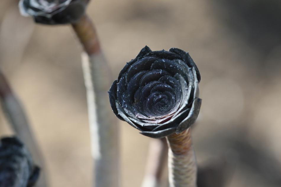 Close-up of the beautiful, black cactus flowers in Spain, in the summer