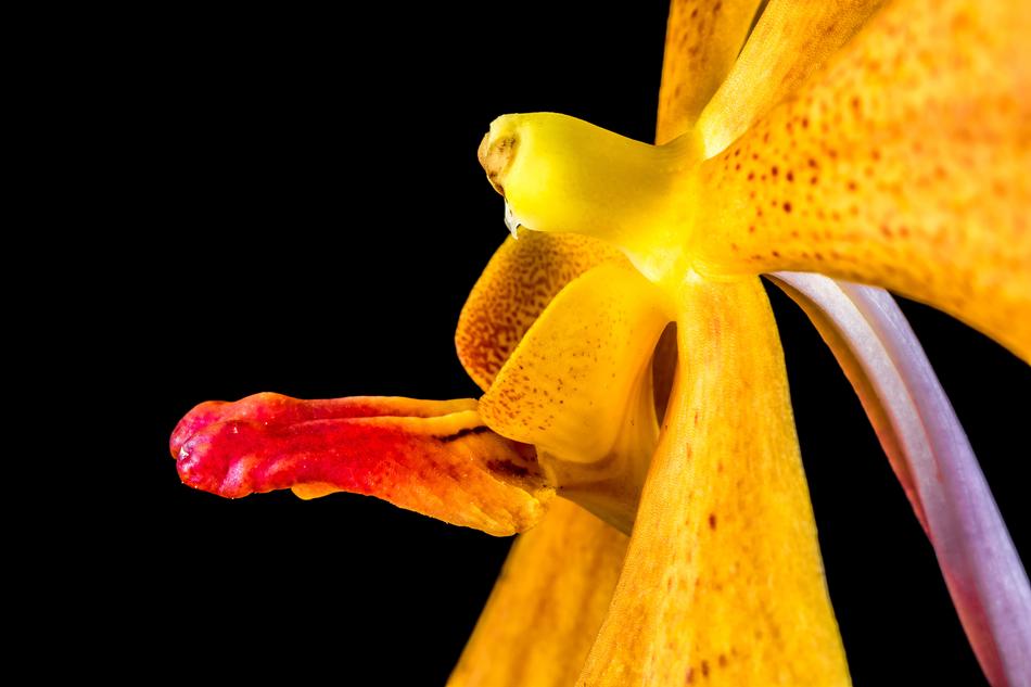 wonderful Orchid orange