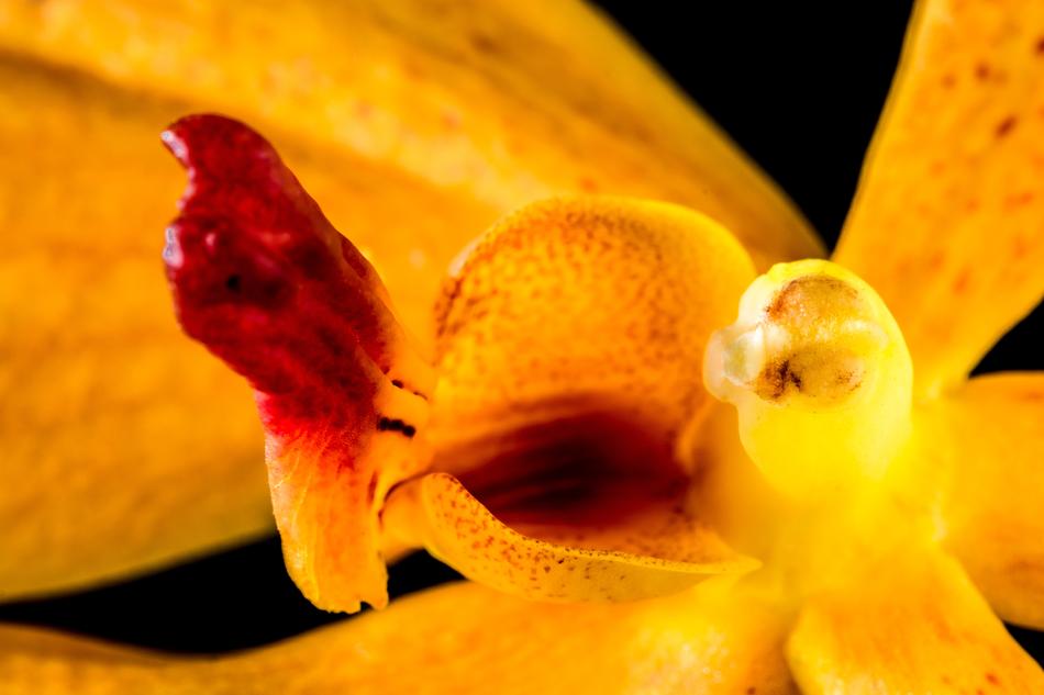 Orchid orange red Blossom