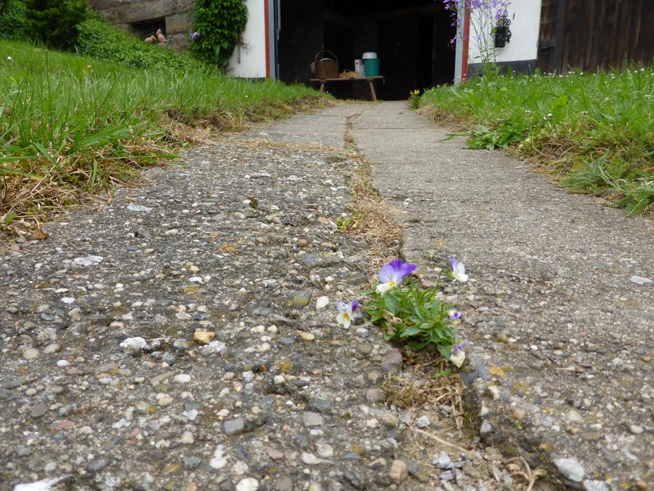 pansies grow through the asphalt