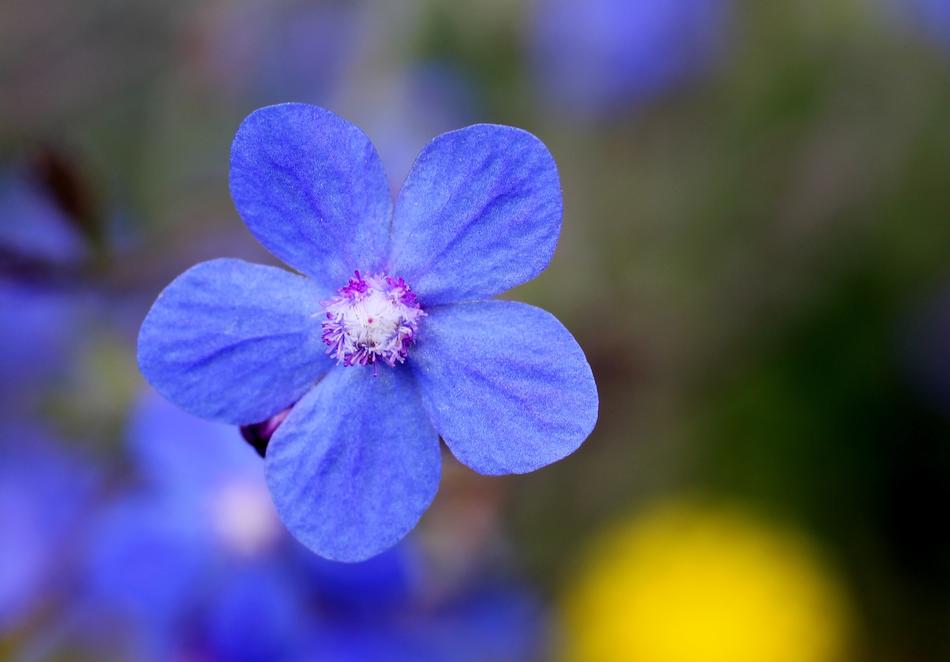 Blossom Blue Wild