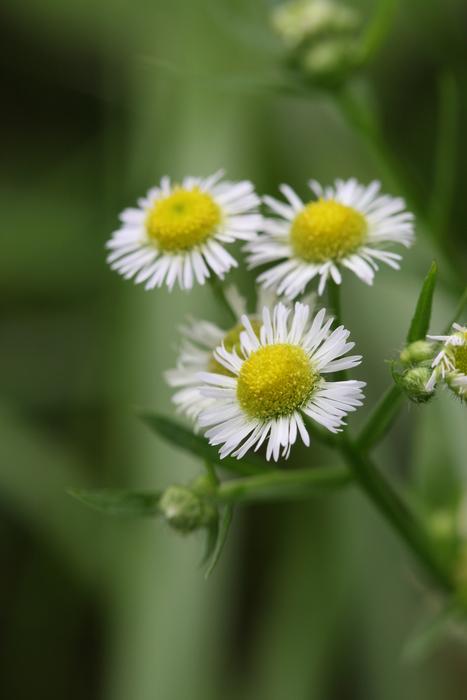 three buds of medicinal chamomile