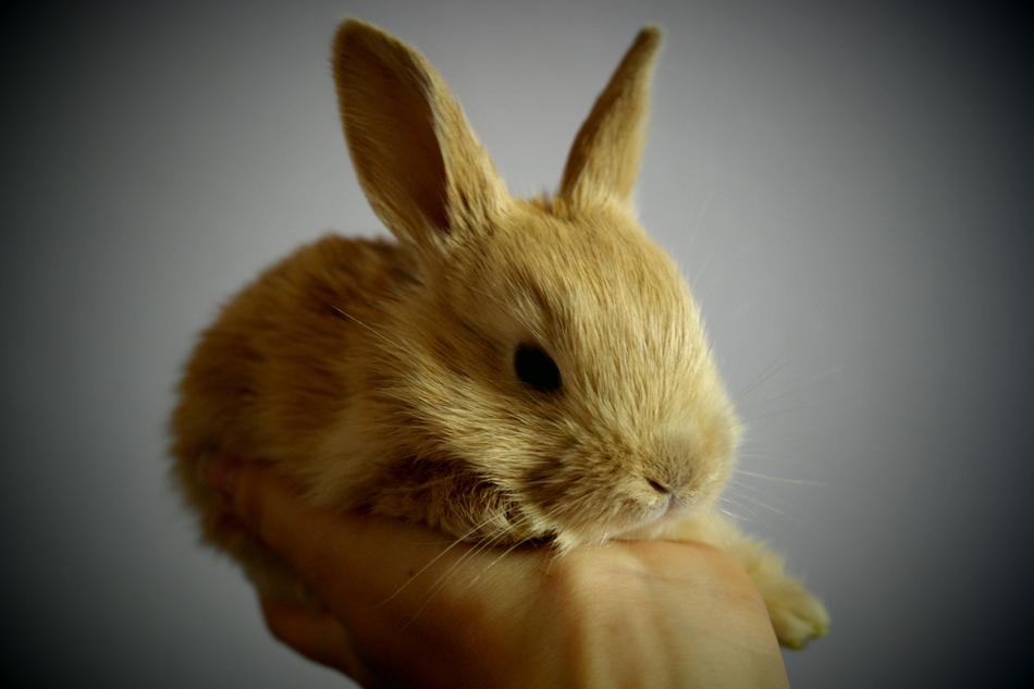 Rabbit Small Light Brown Foot