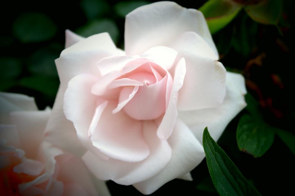 White Rose Flowers