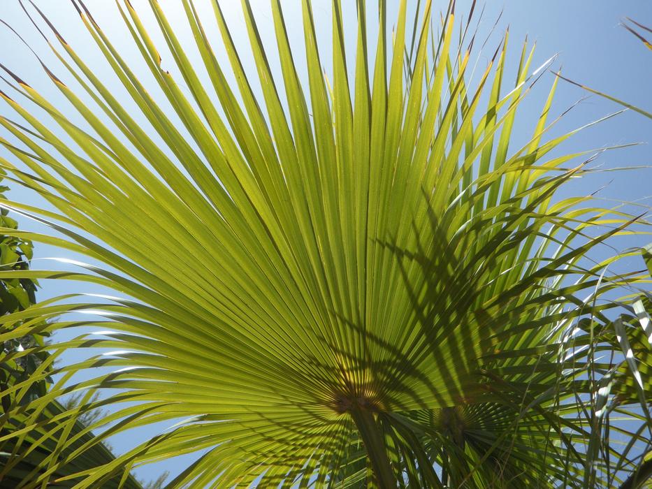 Fan Palm Light And Shadow