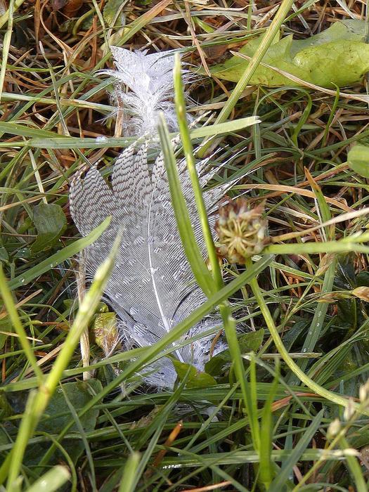 Feather Loss Bank