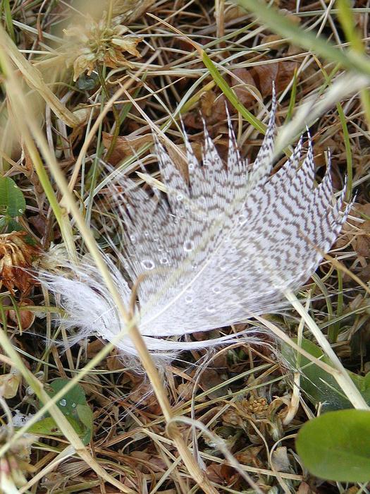 Feather Bank Loss