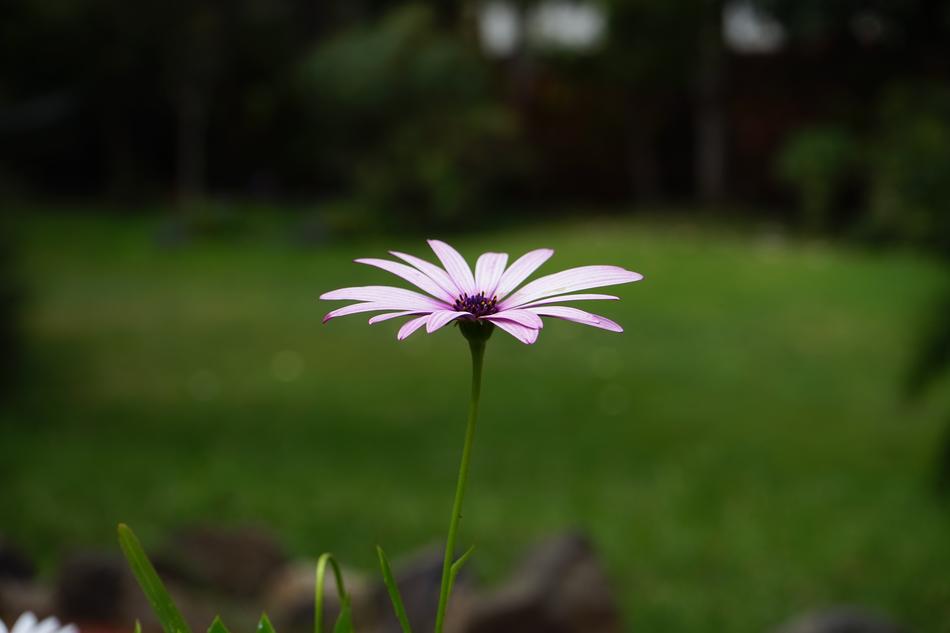 Cape Basket Flower green background