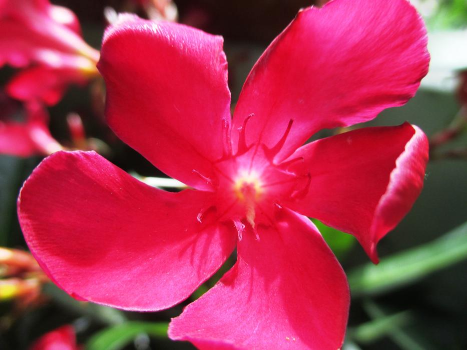 Close-up of the beautiful, blooming, red oleander flower on the South