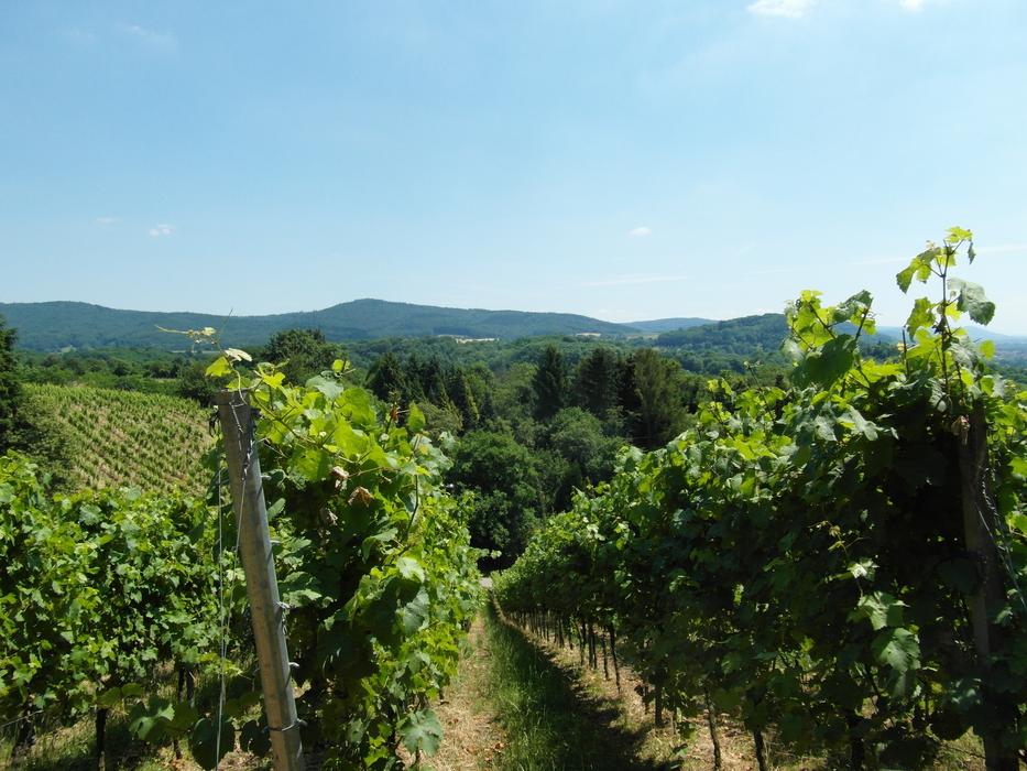 Vineyard Odenwald Wine